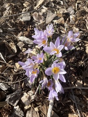 Crocus atticus