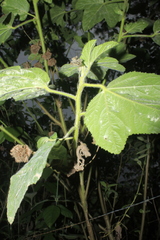 Malachra rudis