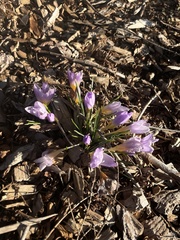 Crocus atticus