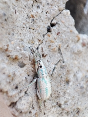 Compsus viridivittatus