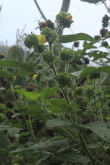 Malachra rudis