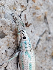 Compsus viridivittatus