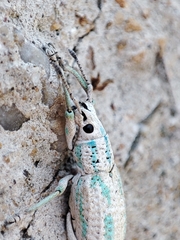 Compsus viridivittatus