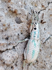 Compsus viridivittatus