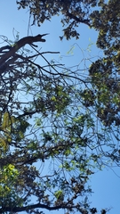 Sophora chrysophylla