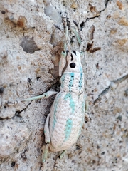 Compsus viridivittatus