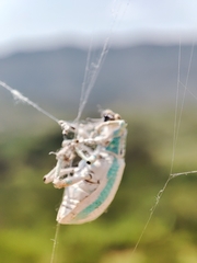 Compsus viridivittatus