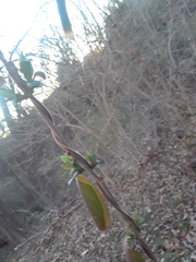 Lonicera japonica
