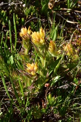 Castilleja peirsonii