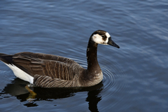 Anser anser × Branta canadensis