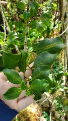 Coprosma ochracea