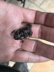 Platyplectrum ornatum