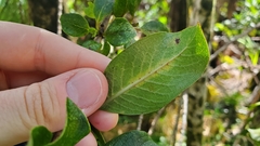 Coprosma ochracea