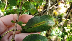 Coprosma ochracea