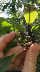 Clermontia parviflora