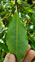 Clermontia parviflora