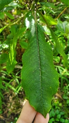 Clermontia parviflora