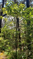 Clermontia parviflora