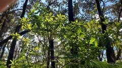 Clermontia parviflora