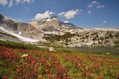 Castilleja peirsonii