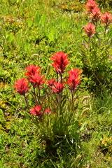 Castilleja peirsonii