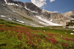 Castilleja peirsonii