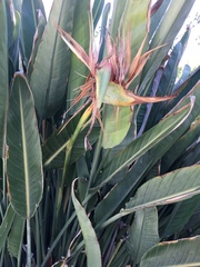 Strelitzia reginae reginae