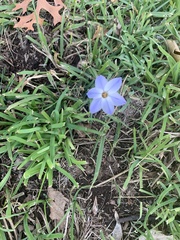 Ipheion uniflorum