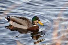 Anas platyrhynchos