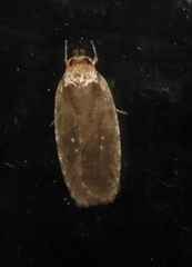 Agonopterix clemensella
