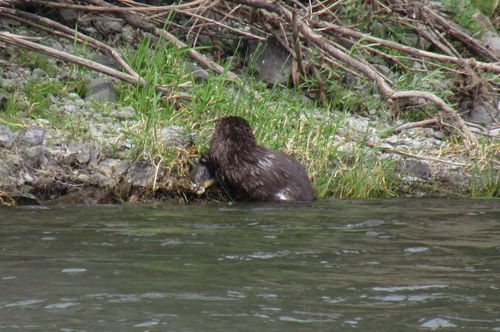 North American River Otter photographed in Idaho