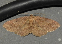 Melanolophia signataria