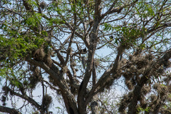 Melanerpes uropygialis
