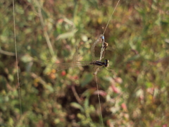Argentagrion ambiguum