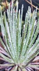 Argyroxiphium kauense