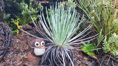 Argyroxiphium kauense