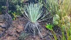 Argyroxiphium kauense