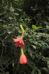 Passiflora crispolanata