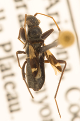 Slaterobius insignis