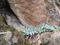Paragymnopteris marantae marantae