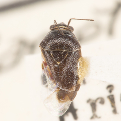 Deraeocoris bakeri