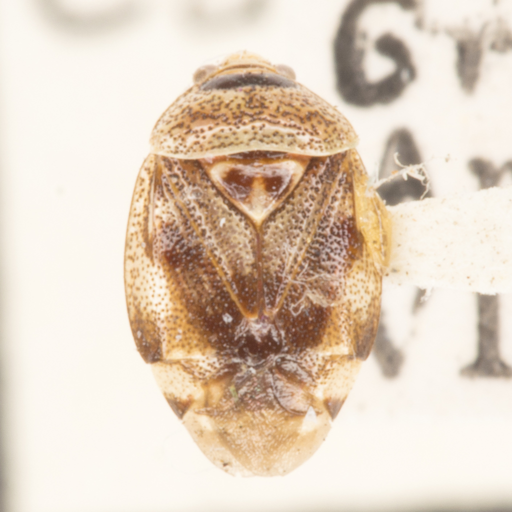 Deraeocoris manitou