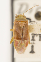 Dichrooscytus elegans