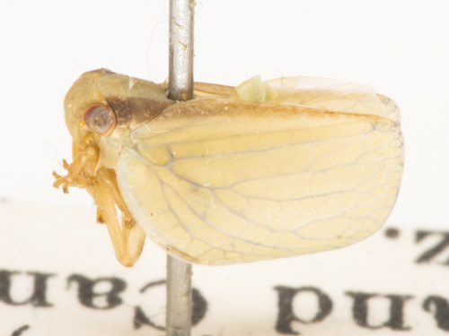 Acanalonia fasciata photo 5