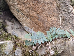 Paragymnopteris marantae marantae