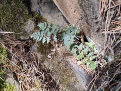 Paragymnopteris marantae marantae