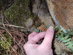 Paragymnopteris marantae marantae