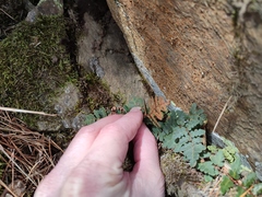Paragymnopteris marantae marantae
