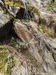 Paragymnopteris marantae marantae