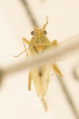 Orthotylus coagulatus